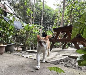   at Simple Plant  in Yogyakarta