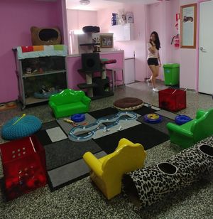 Cats indoor playground at Cat Cuddle Cafe in Lutwyche