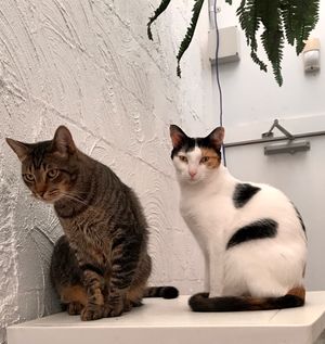 Anthony and Milicent at Cat Cuddle Cafe in Lutwyche