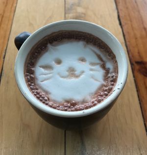 Fat chocolate cat at Cat Cuddle Cafe in Lutwyche