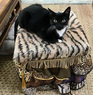 Siouxsie  at Cat Cuddle Cafe in Lutwyche