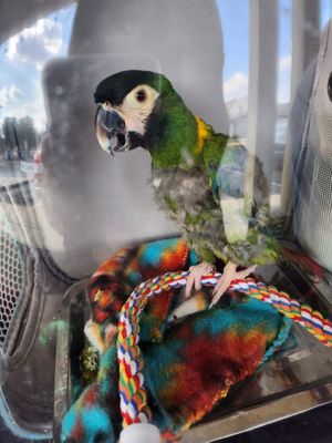  at Arctic Ape in San Antonio