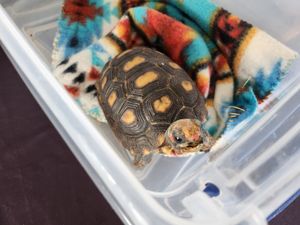  at Arctic Ape in San Antonio