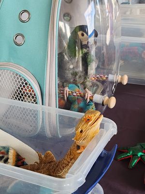  at Arctic Ape in San Antonio