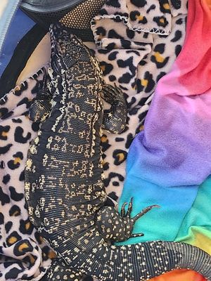  at Arctic Ape in San Antonio