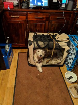 Friendly dog at Cafe Panini in Schondorf