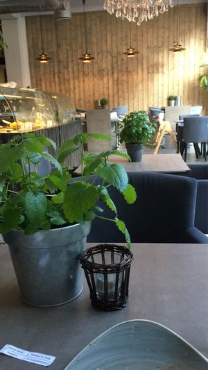 Nordvegan dining area   at Nordvegan in Oslo