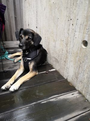 Dog on terras ok at Nordvegan in Oslo