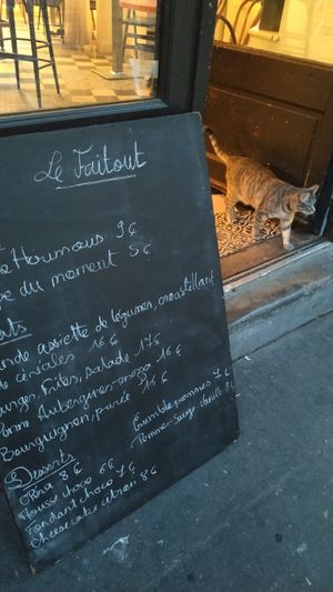 Cat at Le Faitout Vegan in Paris