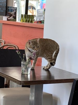 Pretty kitty made itself at home  at Le Faitout Vegan in Paris
