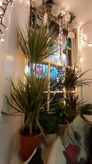  at Holy Cow in Edinburgh