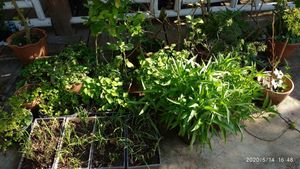 Garden herbs and leafy greens at The Link Food Farmacy in Pai