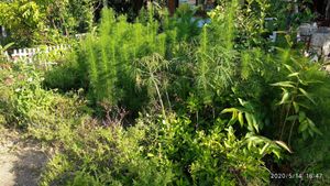 Garden herbs at The Link Food Farmacy in Pai