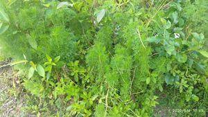 Garden herbs at The Link Food Farmacy in Pai