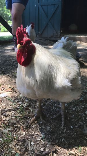 Cute rooster at Catskill Animal Sanctuary in Saugerties