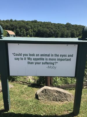 Moby at Catskill Animal Sanctuary in Saugerties