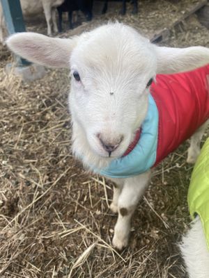 Sheep in coats!!  #Veganuary at Catskill Animal Sanctuary in Saugerties