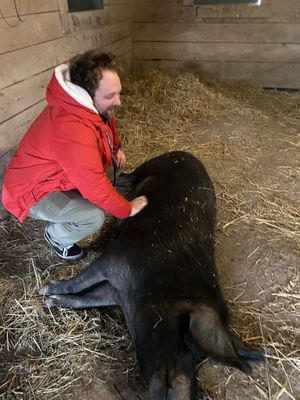 Jasmine—the pig that will flop down to get belly rubs  #Veganuary at Catskill Animal Sanctuary in Saugerties