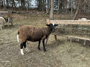   at Catskill Animal Sanctuary in Saugerties