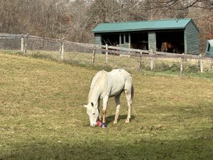  at Catskill Animal Sanctuary in Saugerties