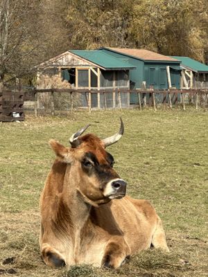   at Catskill Animal Sanctuary in Saugerties