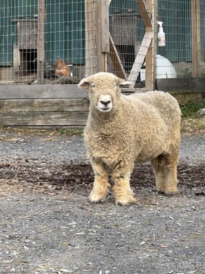   at Catskill Animal Sanctuary in Saugerties