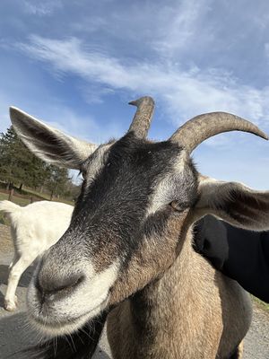   at Catskill Animal Sanctuary in Saugerties