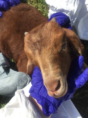 Baby goats! at Catskill Animal Sanctuary in Saugerties