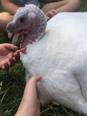 Howard the turkey at Catskill Animal Sanctuary in Saugerties