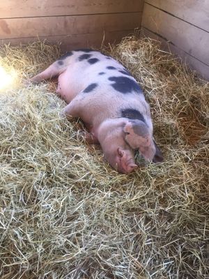 One of their rescued pigs rests  at Catskill Animal Sanctuary in Saugerties
