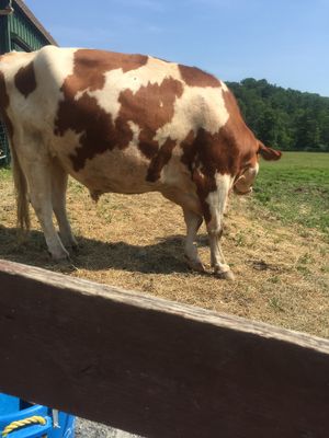 Tucker is their largest cow, but very friendly at Catskill Animal Sanctuary in Saugerties