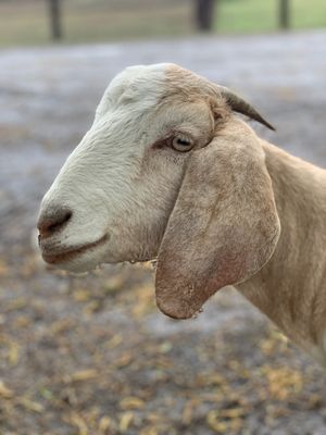 Alice the Goat at Catskill Animal Sanctuary in Saugerties