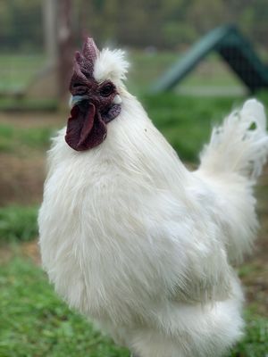 Feathered Friend  at Catskill Animal Sanctuary in Saugerties