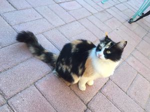 Taco the cat at La Rana Vegana in Cabo San Lucas