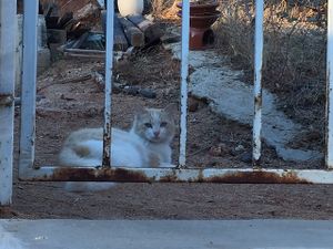 Mr. Mashed Potatoes at La Rana Vegana in Cabo San Lucas