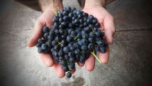 At harvest time at Somek Winery in Zikhron Yaakov