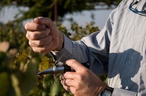 Measuring the Brix at Somek Winery in Zikhron Yaakov