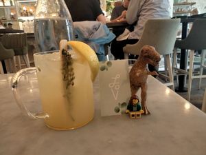 Rex and the lemonade at LOV - McGill in Montreal