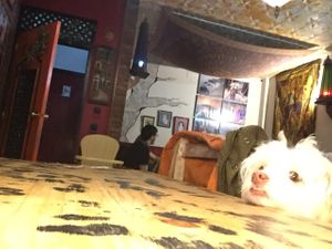 Pets welcome  at Teteria India in Barcelona