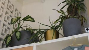 Interior with cute plants at Frankie & Jo's - Capitol Hill in Seattle