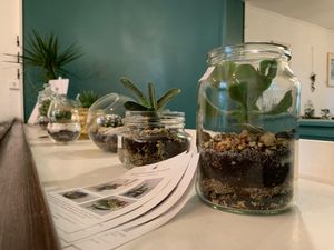 Cactus and succulent display upstairs at Cascara in Bath