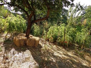 Garden view, summer. at CostelHostel in Rosu