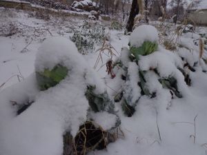 Garden view, winter. at CostelHostel in Rosu