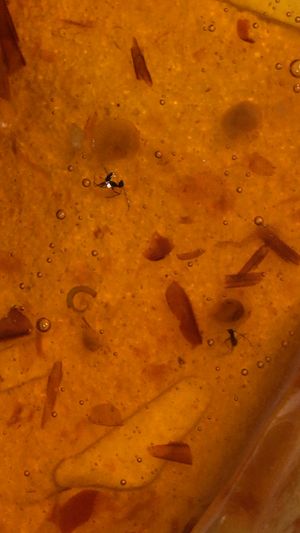 Two ants found in the sauce. at Tiger Wings in San Antonio