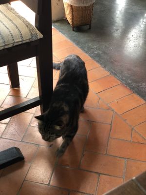 Cat walking around   at Reform Kafe in Chiang Mai