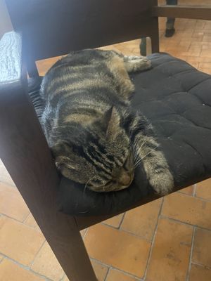 Biiiig cat. Not on the menu   at Reform Kafe in Chiang Mai