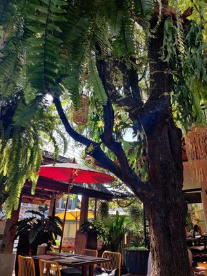 Garden area at Reform Kafe in Chiang Mai