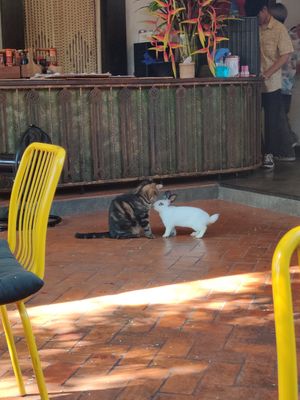 Bunny & cat at Reform Kafe in Chiang Mai