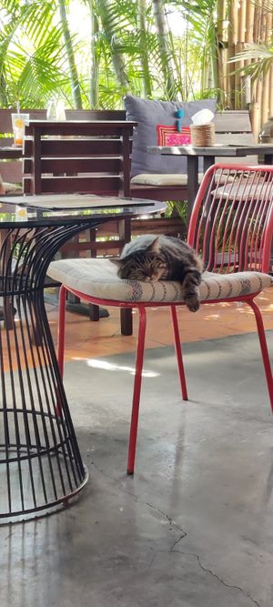 Friendly cat, enjoying the relaxing vibes :) at Reform Kafe in Chiang Mai