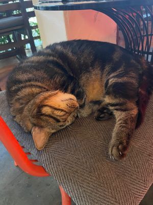 Cute cat 🥹 at Reform Kafe in Chiang Mai